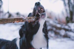 dog bite injury claims